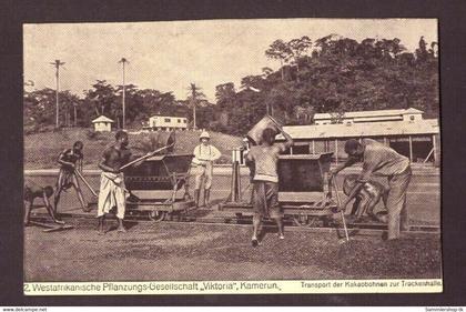 Ansichtskarte Kamerun Transport der Kakaobohnen zur Trockenhalle