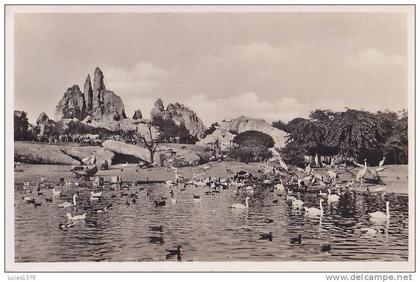HAMLBOURG / Tierpark Hagenbeck / GROBER VOGELTEICH
