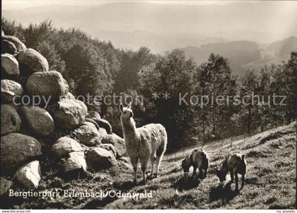 Erlenbach Erbach Bergtierpark