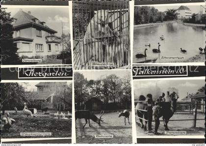 Falkenstein Vogtland Tiergarten Braunbaeren Schwanenteich Trampeltier Rothirsch