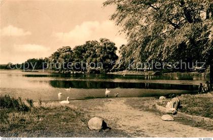 Grevesmuehlen Vielbeckersee Schwaene