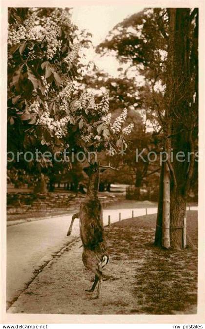 Kirchrode Tiergarten
