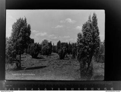 30023117 - Haseluenne