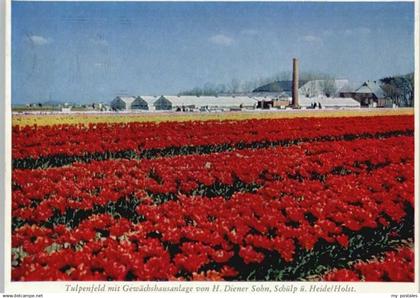 Heide Holstein Tulpenfeld