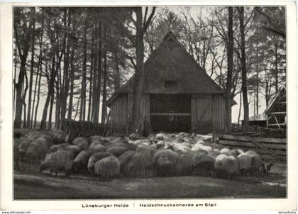 Lüneburger Heide, Heidschnuckenherde am Stall