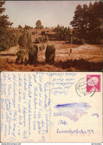 Ansichtskarte Lüneburger Heide Lüneburger Heide mit Wacholderbüschen 1980