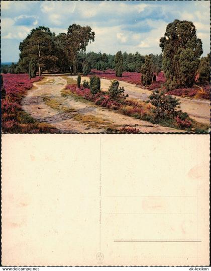 Ansichtskarte .Niedersachsen Lüneburger Heide Stimmungsbild 1964