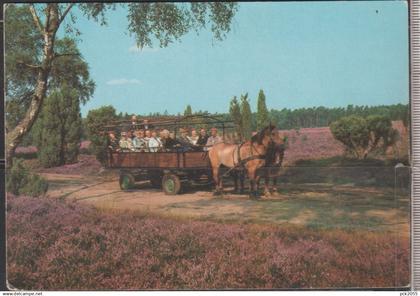 Lüneburger Heide - Mit dem Kutschwagen durch die Lüneburger Heide -  nicht gelaufen (AK 6704)