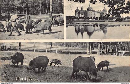 Moritzburg (SN) Mehrfachansicht Schloß Wildschweine Verlag Schulze, Moritzburg