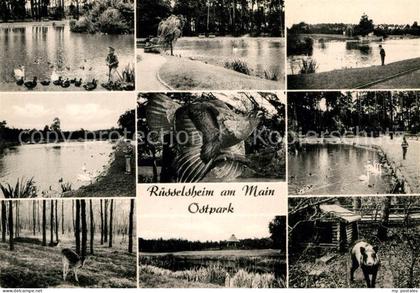 Ruesselsheim Main Ostpark Wildgehege Weiher