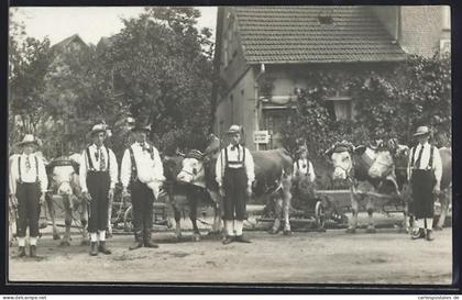 Foto-AK Schlüchtern, Festzug der Bauern mit Ochsen