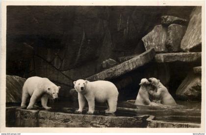 Hamburg Stellingen - Cal Hagenbecks Tierpark Eisbären