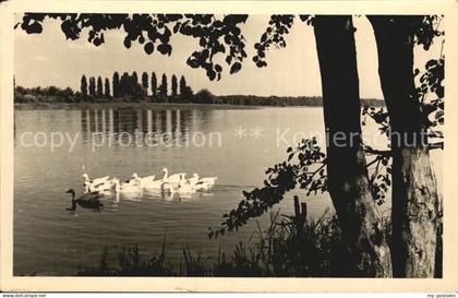 Storkow Mark Idyll am See Wasservoegel Handabzug