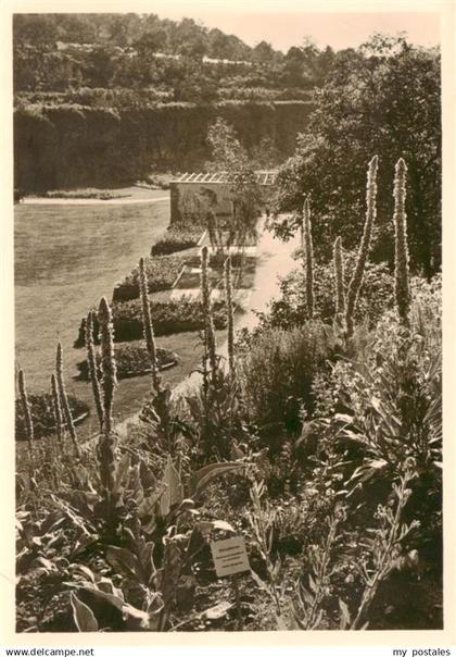 Stuttgart Reichsgartenschau Stuttgart 1939 Koenigskerzenhang