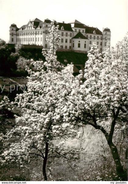 Tettnang Schloss Baumbluete