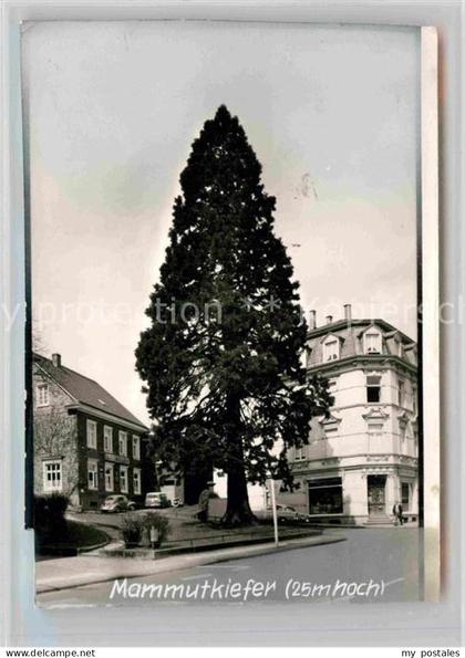 Wermelskirchen Mammutkiefer