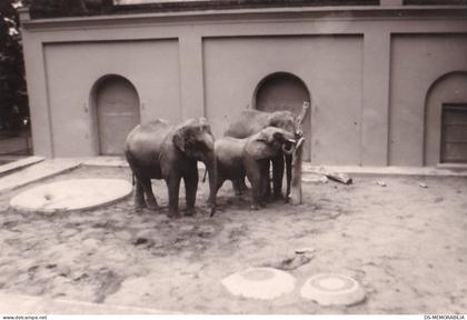 Wuppertal ZOO 9 Original Photos