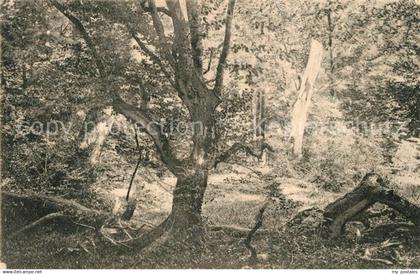 Zetel Urwald