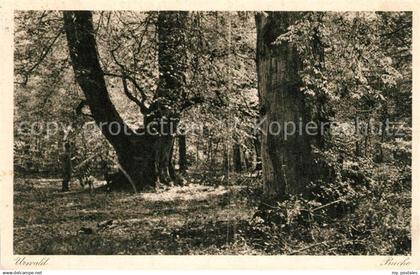 Zetel Urwald Partie