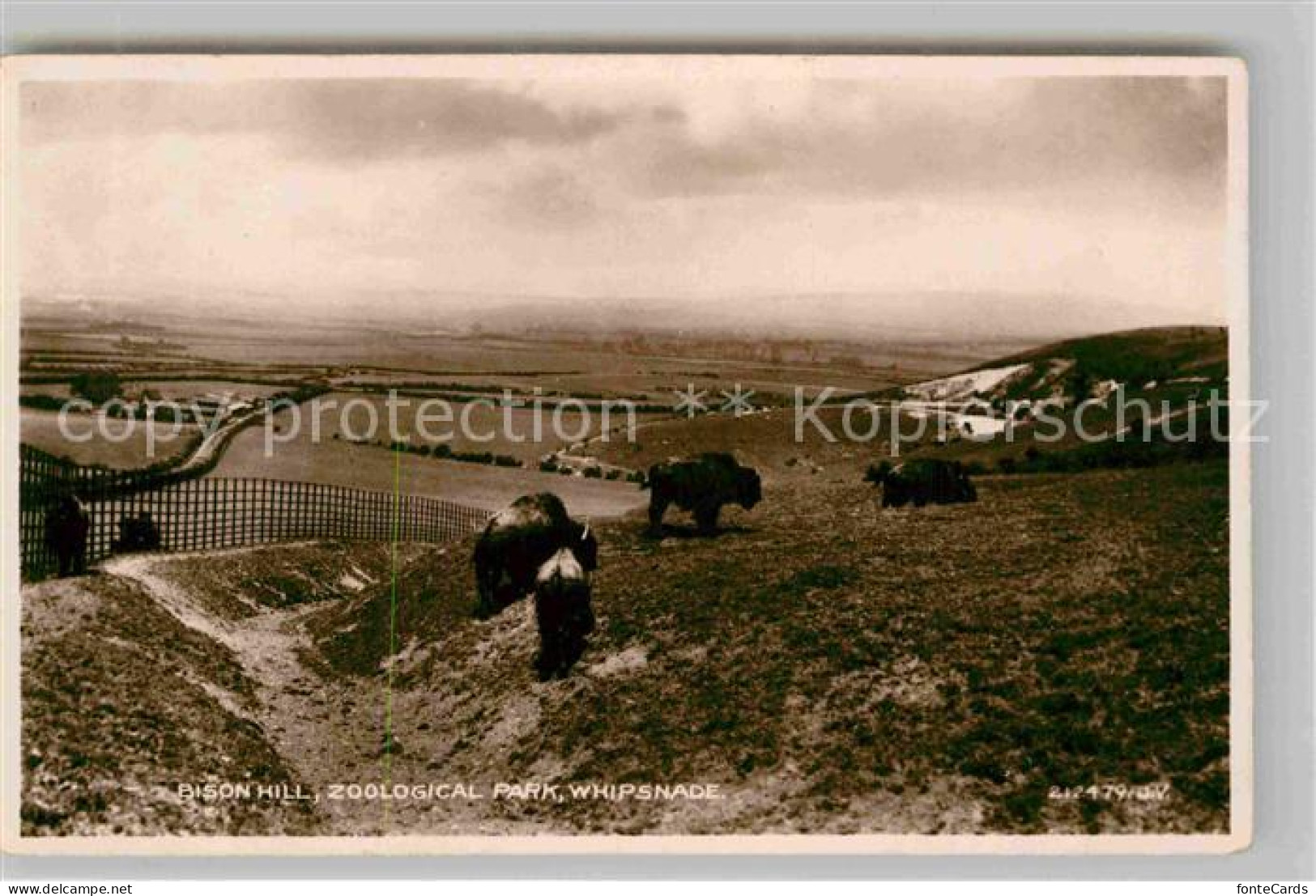 Dunstable South Bedfordshire Bison Berg im Zoo