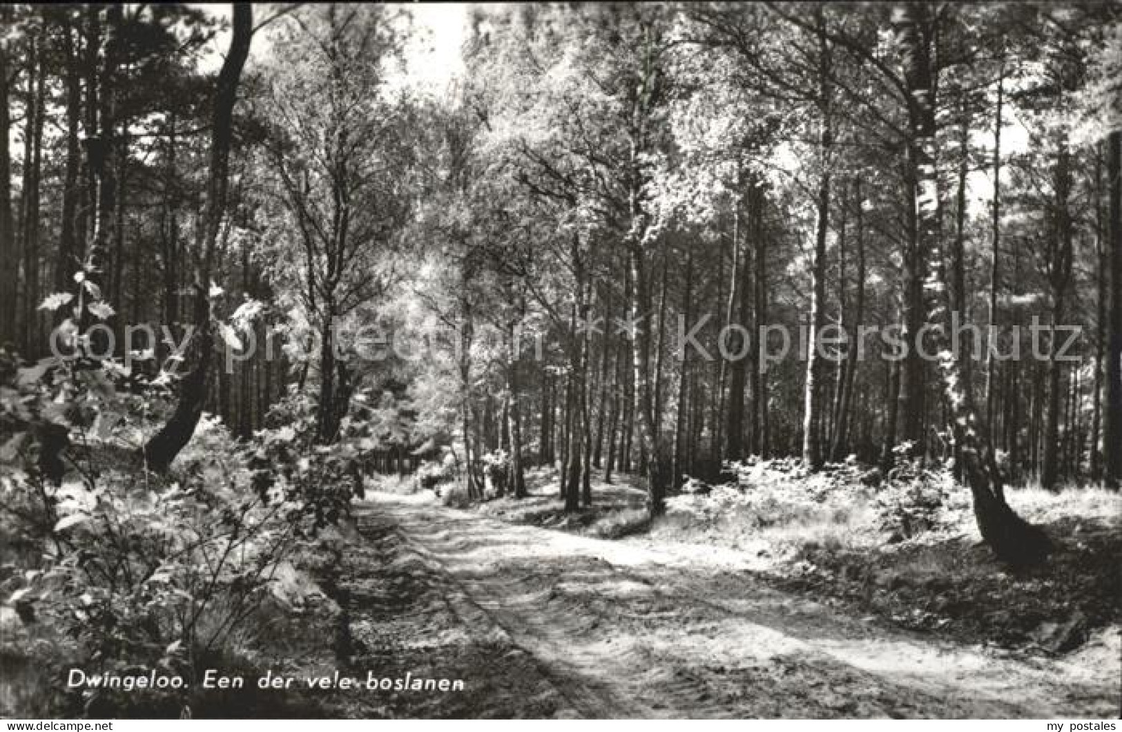 Dwingeloo Een der vele boslanen Waldpartie