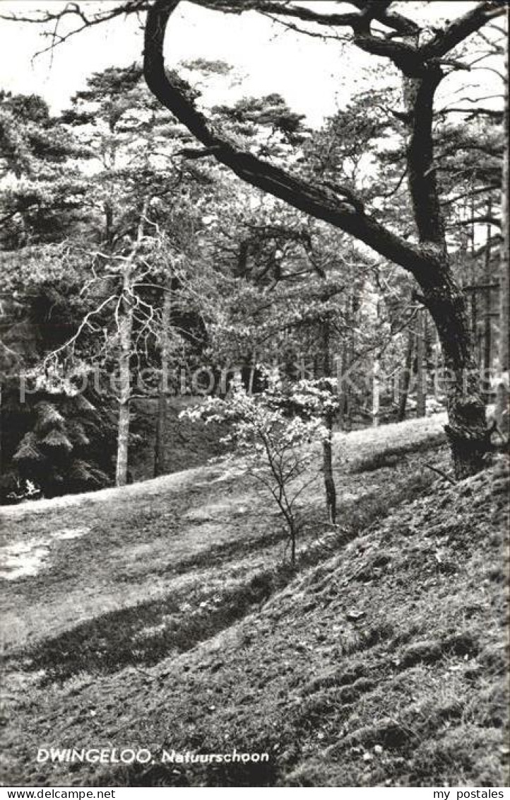 Dwingeloo Natuurschoon Waldpartie
