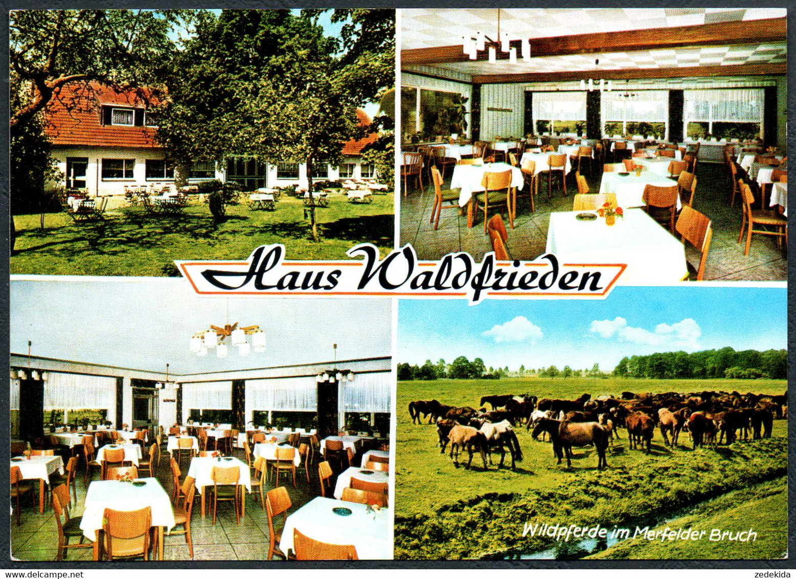 E5542 - TOP Dülmen - Märchenwald Gasthaus Waldfrieden - Wildpferde Pferd