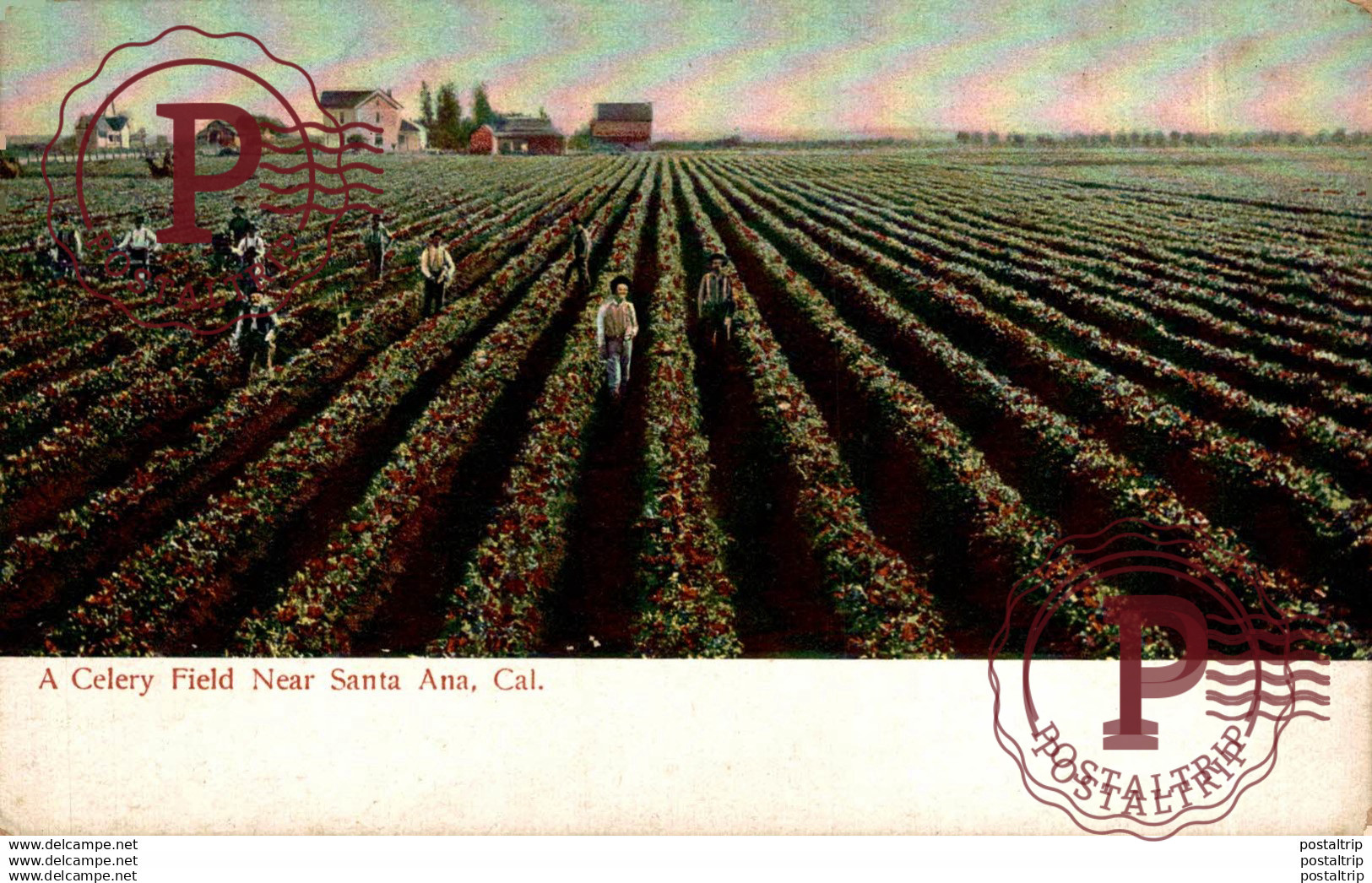 EEUU // USA. CELERY FIELD NEAR SANTA ANA, CAL.