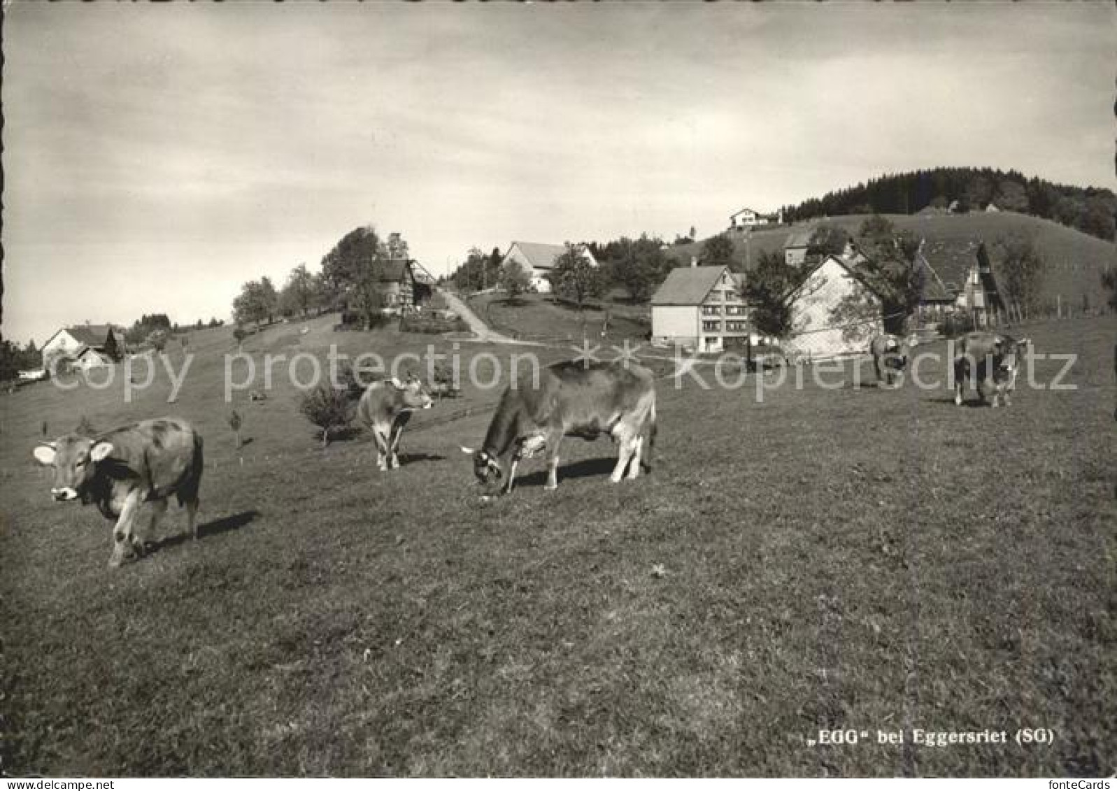 Egg SG Kuehe bei Eggersriet