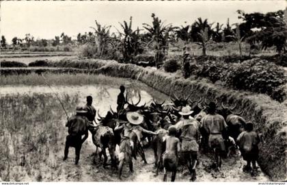 CPA Madagaskar Madagascar, Reisfeldvorbereitung