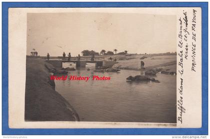 CPA photo - QASR EL GIBALI / KASR EL GUIBALI - Buffles dans le Bahr el Banat - Province de Fayoum - Egypt Egypte