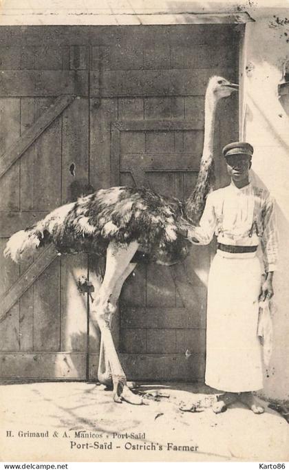 port saïd , egypt * ostrich's farmer * autruche * égypte port said