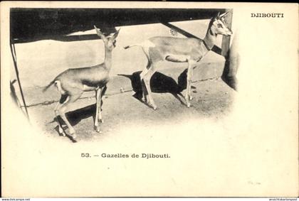 CPA Dschibuti Dschibuti, Gazellen