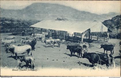 CPA Französisch Guinea, Rinder