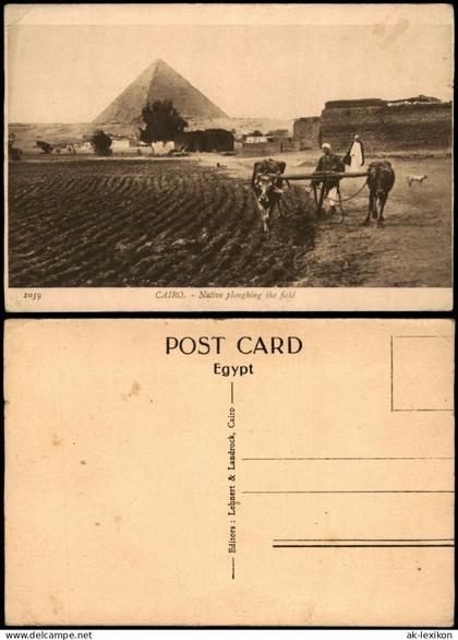 Kairo القاهرة Pyramiden Native ploughing the field, Ochsen-Arbeit 1910