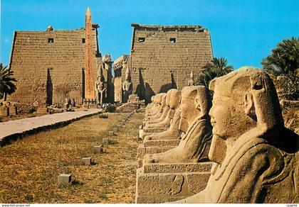 CPM Luxor Avenue des Sphinxes au Temple de Luxor