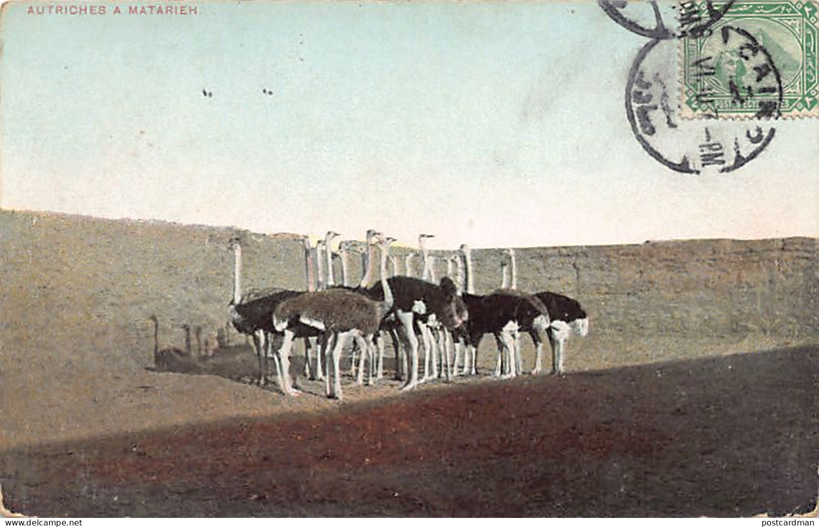 Egypt - MATARIYYA - The ostriches - Publ. Lichtenstern & Harari 211