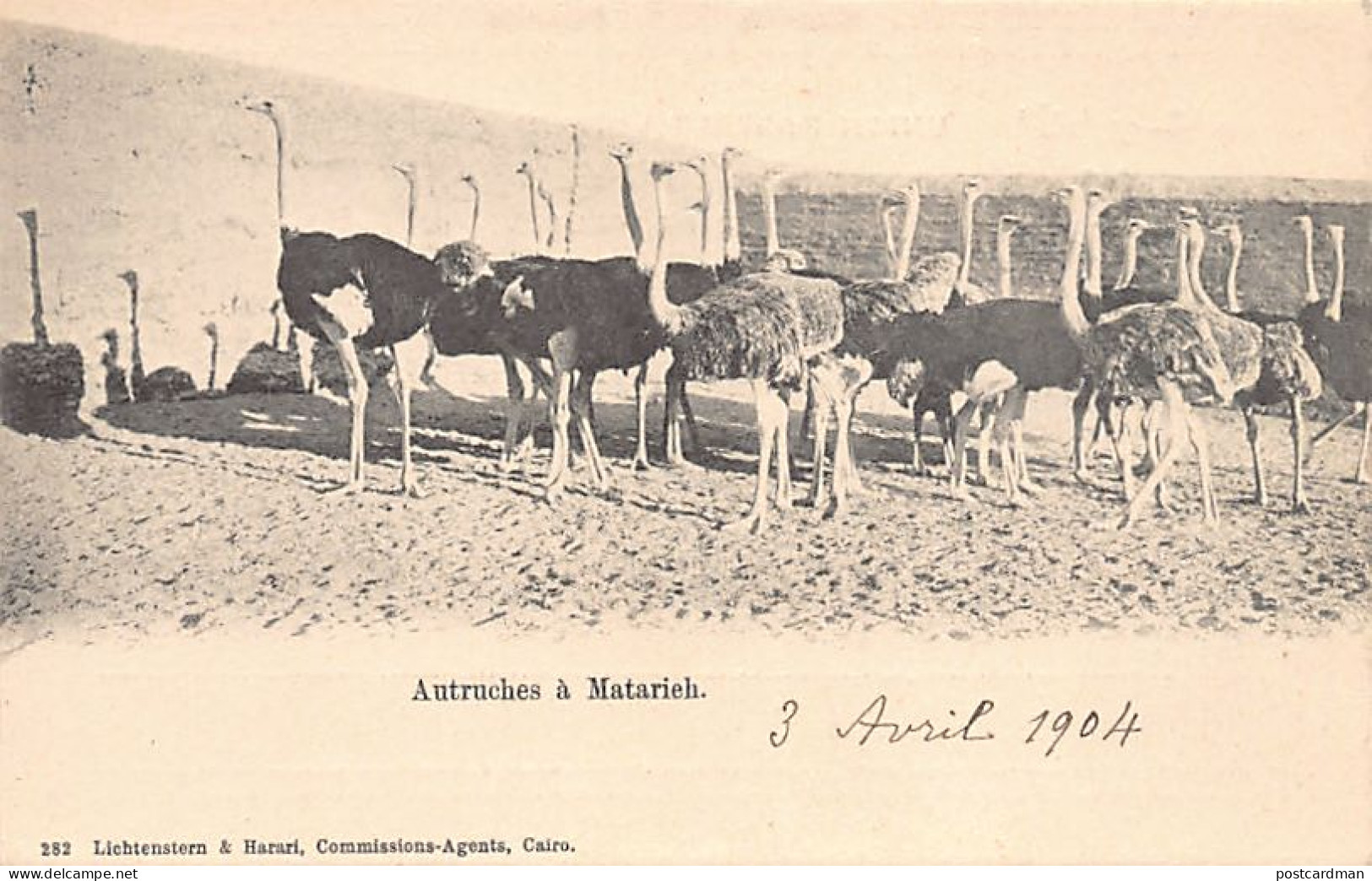 Egypt - MATARIYYA - The ostriches - Publ. Lichtenstern & Harari 282