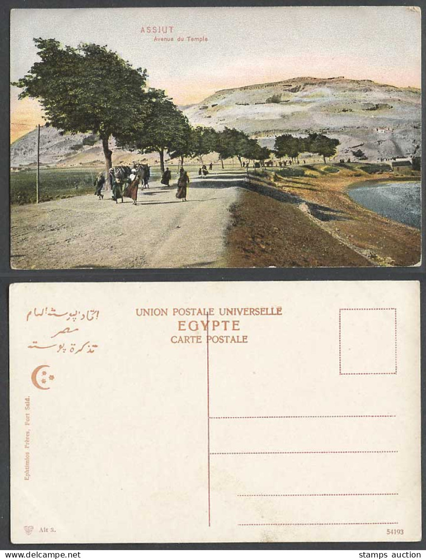 Egypt Old Colour Postcard Asyut Assiout Assiut Avenue du Temple Camels & Natives