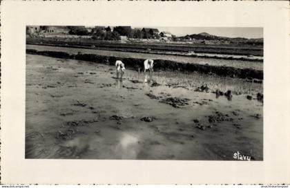 CPA Madagaskar Madagascar, Reisanbau, Arbeiter