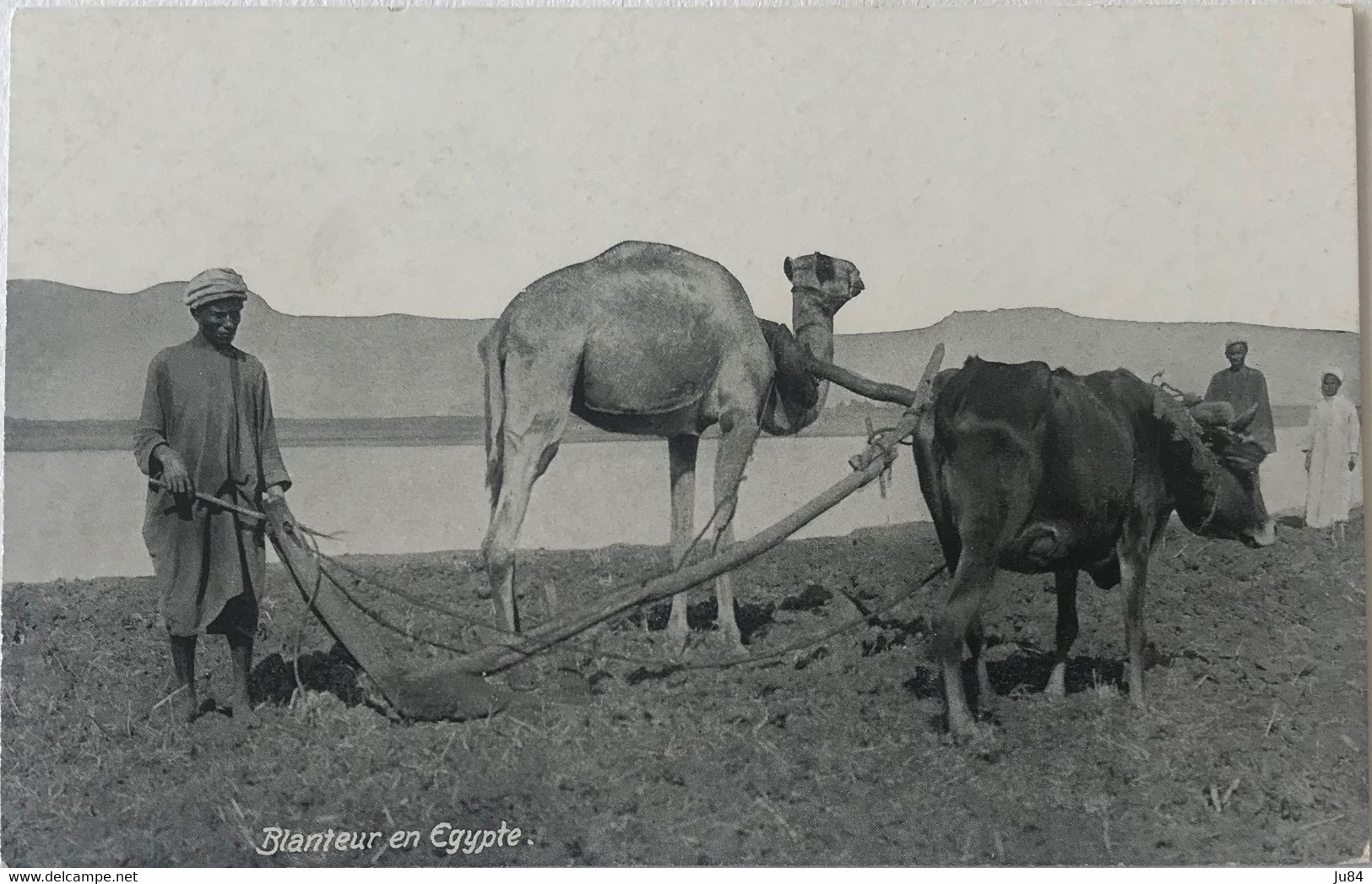 Egypte - Blanteur en Egypte - Carte postale vierge