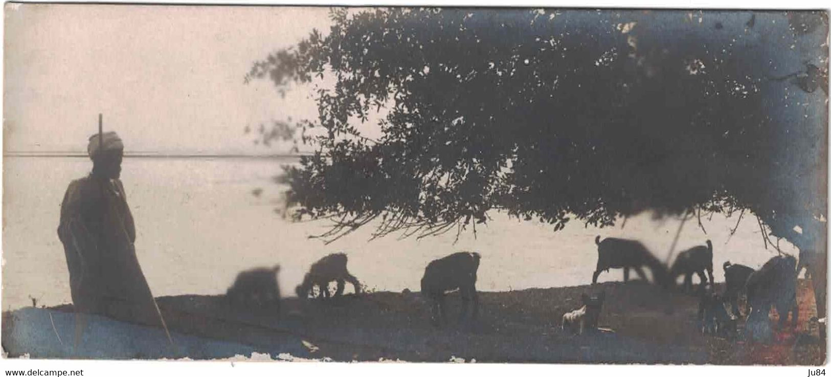 Egypte - Le Caire - Carte Photo - Berger