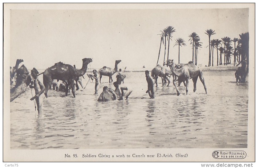 Egypte - Militaria - El Arish -Sinaï) - Soldiers giving a wash to camels