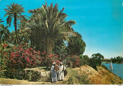 CPM Aswan Tropical Garden