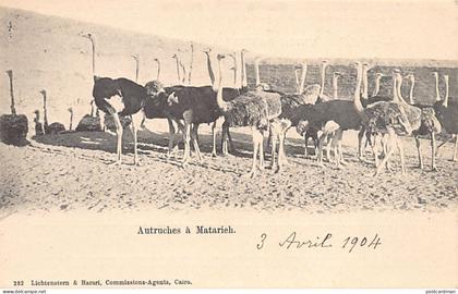 Egypt - MATARIYYA - The ostriches - Publ. Lichtenstern & Harari 282