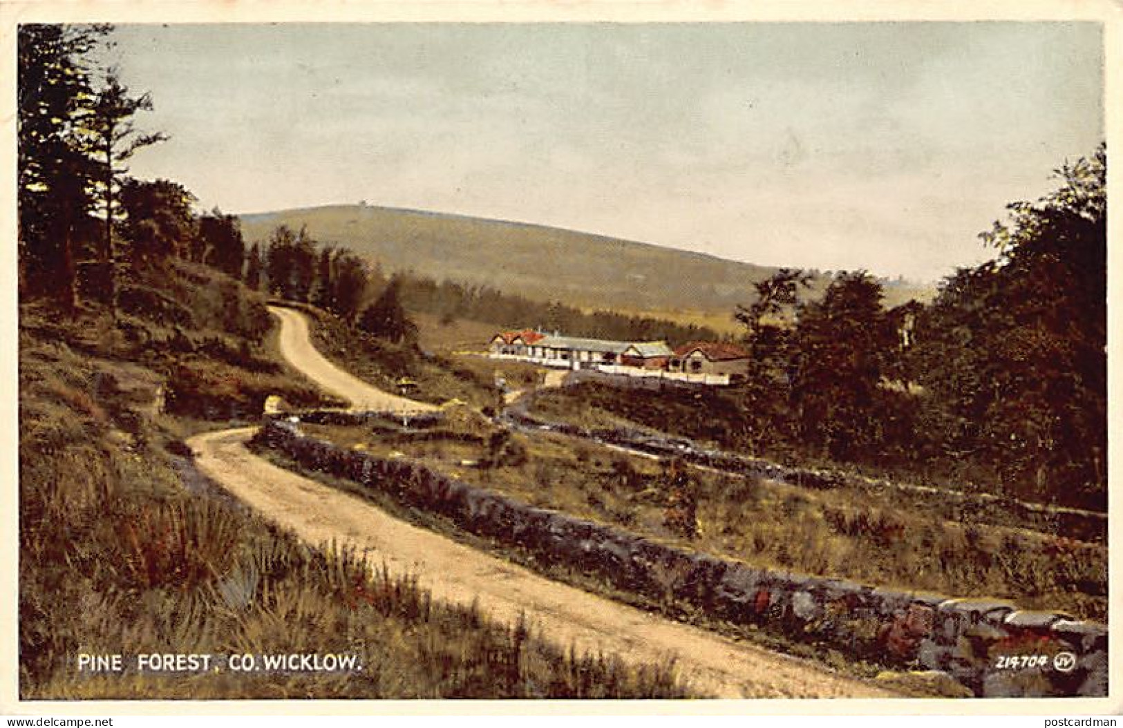 ÉIRE Ireland - Co. Wicklow - Pine Forest