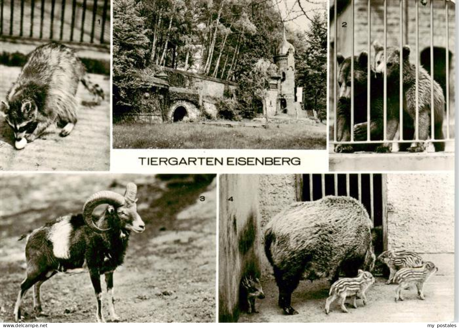 Eisenberg  Thueringen Tiergarten Eisenberg Waschbaer Braunbaeren Mufflon Wildsch