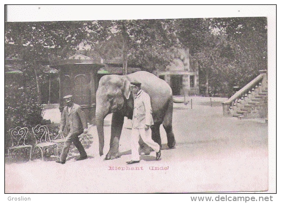 ELEPHANT INDE