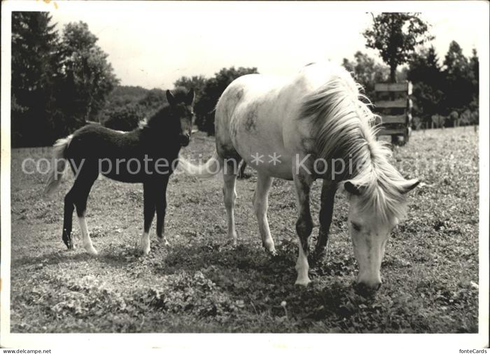 Ellikon Thur Islandponys