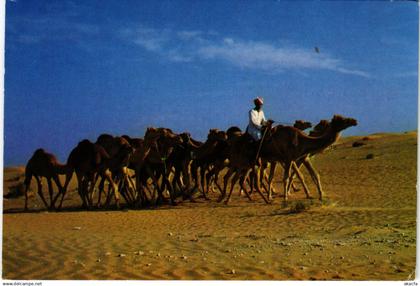 PC U.A.E. , CAMEL CARAVAN, REAL PHOTO POSTCARD (b16408)